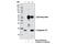 Complexin 1 antibody, 13302S, Cell Signaling Technology, Immunoprecipitation image 