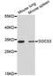 Suppressor Of Cytokine Signaling 3 antibody, MBS125730, MyBioSource, Western Blot image 