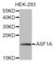 Anti-Silencing Function 1A Histone Chaperone antibody, abx004994, Abbexa, Western Blot image 