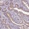 Carbohydrate sulfotransferase 11 antibody, PA5-62697, Invitrogen Antibodies, Immunohistochemistry frozen image 