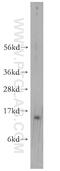 Morf4 Family Associated Protein 1 antibody, 11639-1-AP, Proteintech Group, Western Blot image 