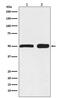 Ephrin B2 antibody, M02368-1, Boster Biological Technology, Western Blot image 