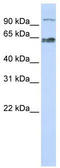 MAU2 chromatid cohesion factor homolog antibody, TA333827, Origene, Western Blot image 