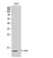 S100 Calcium Binding Protein Z antibody, STJ95569, St John