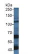 2'-5'-Oligoadenylate Synthetase 1 antibody, LS-C292553, Lifespan Biosciences, Western Blot image 