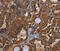 POU Class 6 Homeobox 2 antibody, MBS2526261, MyBioSource, Immunohistochemistry frozen image 