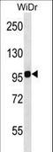 Integrin Subunit Beta 7 antibody, LS-C165329, Lifespan Biosciences, Western Blot image 