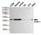 Flap Structure-Specific Endonuclease 1 antibody, MBS475208, MyBioSource, Western Blot image 