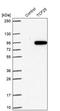 Transcription Factor 25 antibody, PA5-59680, Invitrogen Antibodies, Western Blot image 