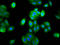 Family With Sequence Similarity 83 Member D antibody, LS-C680449, Lifespan Biosciences, Immunofluorescence image 