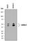 Inhibin Subunit Alpha antibody, MAB8649, R&D Systems, Western Blot image 