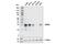 Homeobox B9 antibody, 27967S, Cell Signaling Technology, Western Blot image 