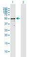 TRNA Methyltransferase 2 Homolog B antibody, H00079979-B02P, Novus Biologicals, Western Blot image 