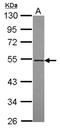 RasGEF Domain Family Member 1A antibody, NBP2-20086, Novus Biologicals, Western Blot image 