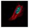 TSPY Like 1 antibody, NBP1-33107, Novus Biologicals, Immunofluorescence image 