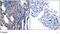 NFKB Inhibitor Alpha antibody, GTX79043, GeneTex, Immunohistochemistry paraffin image 