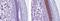 Interleukin 1 Family Member 10 antibody, 13-7385-82, Invitrogen Antibodies, Immunohistochemistry frozen image 