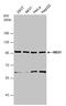 Nibrin antibody, GTX103229, GeneTex, Western Blot image 
