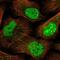Integrin Subunit Alpha 5 antibody, NBP1-88304, Novus Biologicals, Immunocytochemistry image 