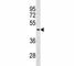 AKT1 Substrate 1 antibody, F53618-0.1ML, NSJ Bioreagents, Western Blot image 