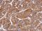 Matrix Metallopeptidase 8 antibody, PA5-28246, Invitrogen Antibodies, Immunohistochemistry frozen image 