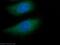 G Protein Subunit Gamma Transducin 1 antibody, 11884-1-AP, Proteintech Group, Immunofluorescence image 
