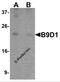 B9 Domain Containing 1 antibody, 6715, ProSci, Western Blot image 