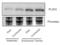 Perilipin 3 antibody, 3883, ProSci Inc, Western Blot image 