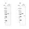 Zinc Finger C3HC-Type Containing 1 antibody, NBP1-82565, Novus Biologicals, Western Blot image 