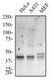 Autophagy Related 5 antibody, GTX48583, GeneTex, Western Blot image 