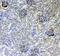 Podocalyxin Like antibody, A03359-1, Boster Biological Technology, Immunohistochemistry frozen image 