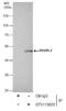 RuvB Like AAA ATPase 2 antibody, NBP1-33599, Novus Biologicals, Western Blot image 