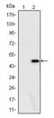 Ataxin 1 antibody, AM06558SU-N, Origene, Western Blot image 