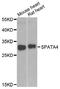 Spermatogenesis Associated 4 antibody, orb248081, Biorbyt, Western Blot image 