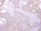 Serine/threonine-protein kinase 24 antibody, GTX107500, GeneTex, Immunohistochemistry paraffin image 