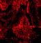 Interferon Regulatory Factor 3 antibody, NBP1-76597, Novus Biologicals, Immunocytochemistry image 