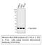 Baculoviral IAP Repeat Containing 5 antibody, STJ97436, St John