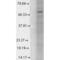 Gamma-Aminobutyric Acid Type A Receptor Alpha1 Subunit antibody, 56467, QED Bioscience, Western Blot image 