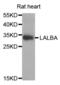 Lactalbumin Alpha antibody, abx004759, Abbexa, Western Blot image 