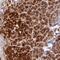 AE Binding Protein 2 antibody, PA5-54584, Invitrogen Antibodies, Immunohistochemistry frozen image 