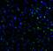 T Cell Immunoreceptor With Ig And ITIM Domains antibody, M01962, Boster Biological Technology, Immunofluorescence image 