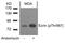 Ezrin antibody, PA5-37763, Invitrogen Antibodies, Western Blot image 