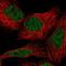 CEBPZ Opposite Strand antibody, NBP2-47513, Novus Biologicals, Immunofluorescence image 