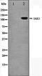 Janus Kinase 1 antibody, orb99316, Biorbyt, Western Blot image 