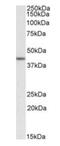 TATA-Box Binding Protein Associated Factor 7 Like antibody, orb20301, Biorbyt, Western Blot image 
