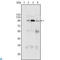 Staphylococcal Nuclease And Tudor Domain Containing 1 antibody, LS-C812855, Lifespan Biosciences, Western Blot image 