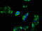 Calcium Voltage-Gated Channel Auxiliary Subunit Alpha2delta 1 antibody, LS-C369348, Lifespan Biosciences, Immunofluorescence image 