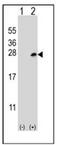 Docking Protein 5 antibody, AP51308PU-N, Origene, Western Blot image 