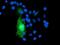 Growth Arrest Specific 7 antibody, GTX84465, GeneTex, Immunofluorescence image 