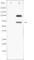 Sirtuin 1 antibody, abx012039, Abbexa, Western Blot image 
